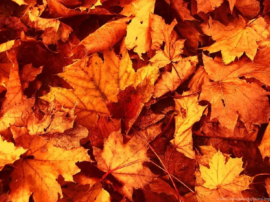 High quality photo of a collection of yellow fallen leaves for an autumn profile