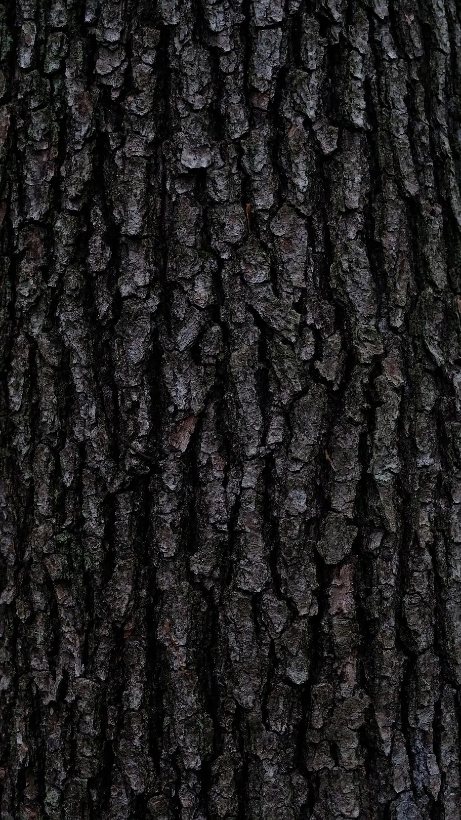 The best 2D texture published from the bark of a black tree trunk 