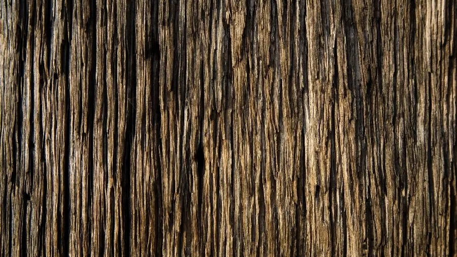The most mysterious tree trunk bark stock photo with a strange design
