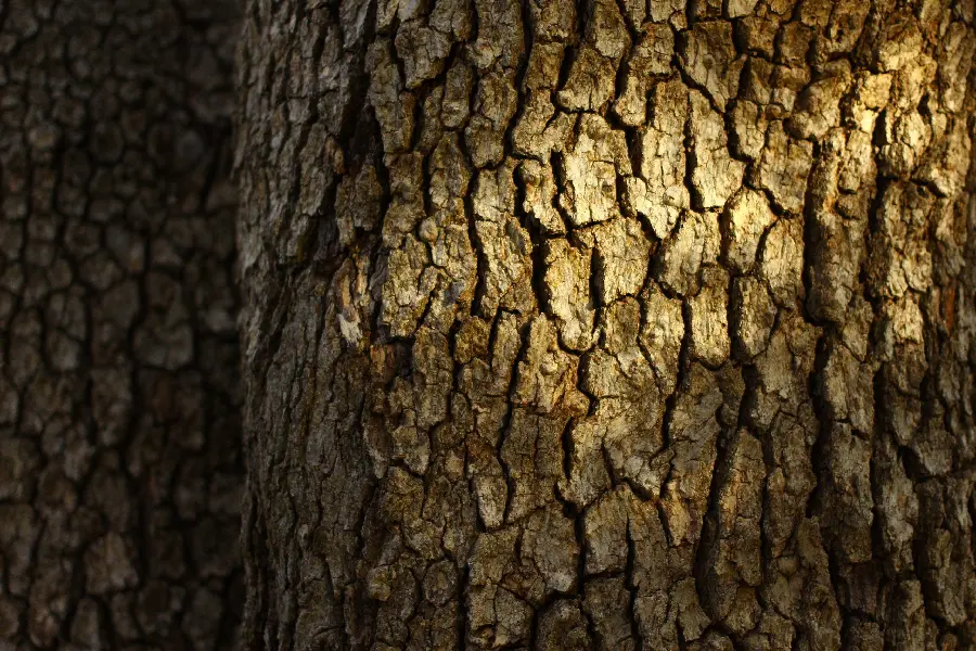 Tree trunk wallpaper Close-up for design and ideas