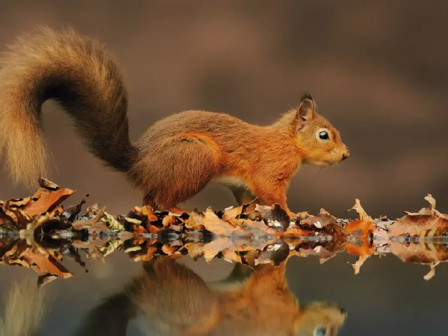 Stock photo of red squirrel, one of the beautiful rodents on autumn leaves