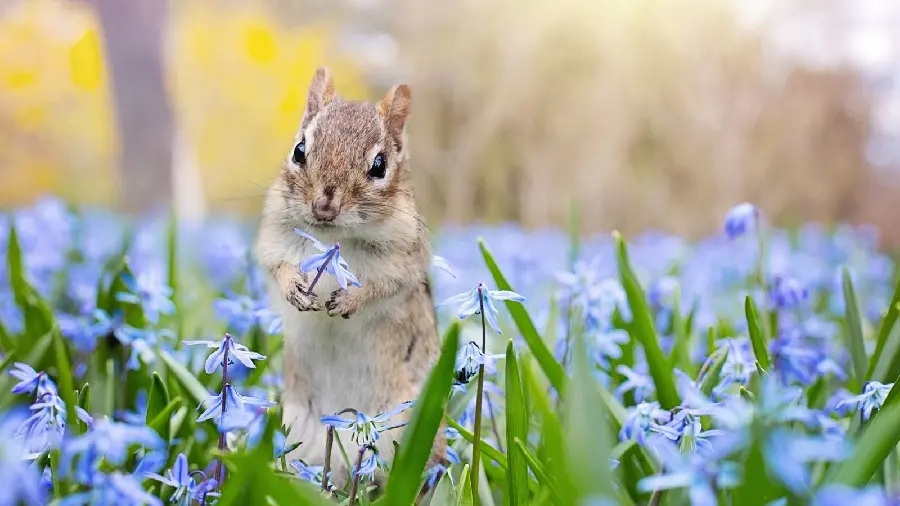 Girly profile picture of squirrel among cute blue flowers