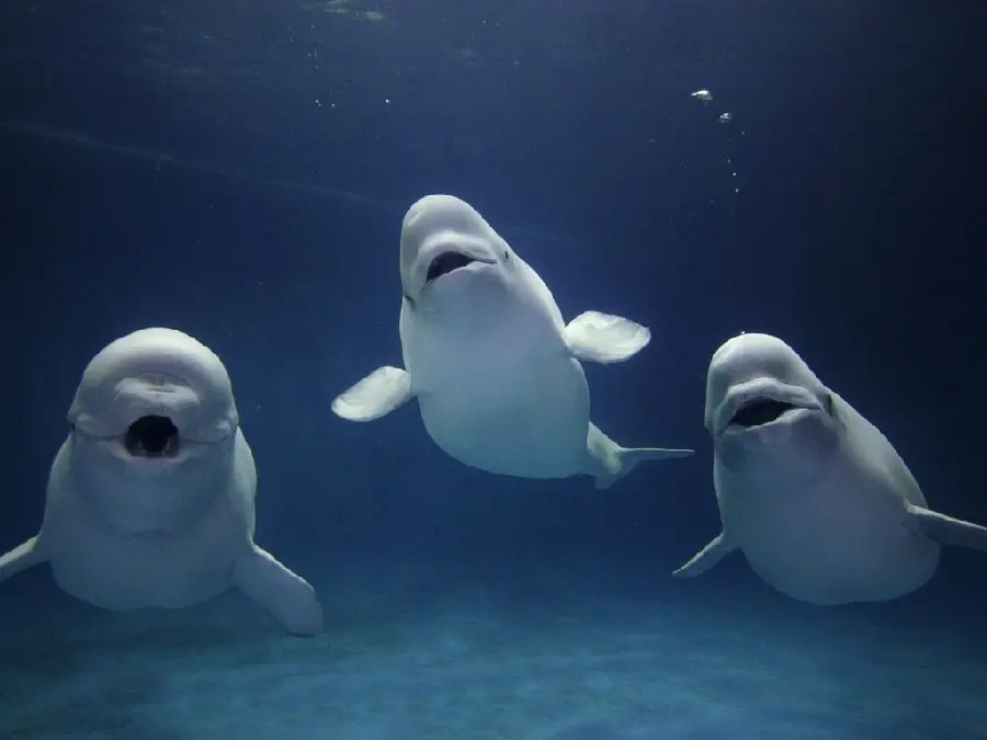 Beautiful background of beluga whales