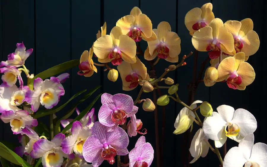 Eye-catching wallpaper of colorful real orchid flowers