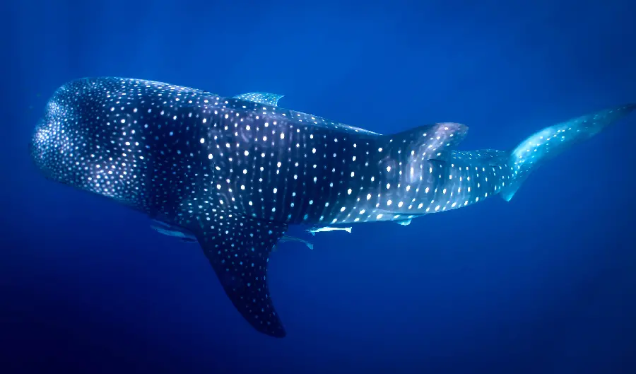 Download real whale shark or whale shark underwater photo