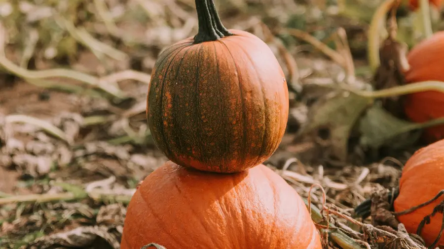 Special and beautiful wallpaper of pumpkins and Yaldai pumpkins with 8K quality