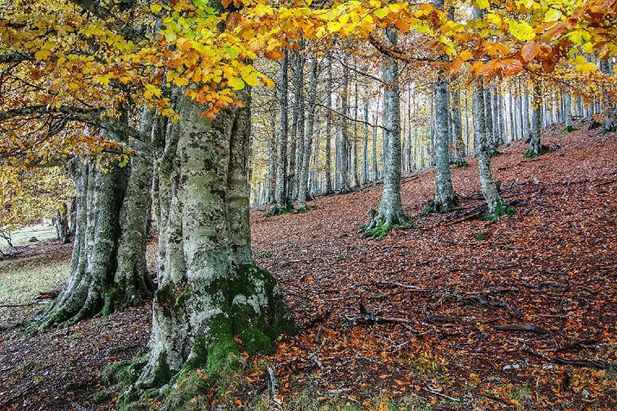 Stylish and different photo of tree trunks for painting inspiration