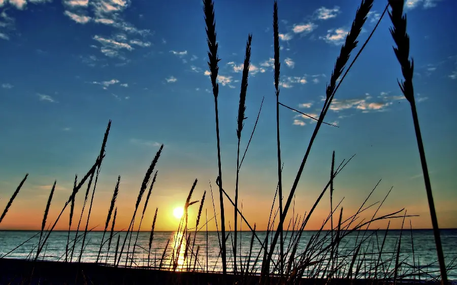 Stylish and attractive background photo of beach grass in the sunset sky