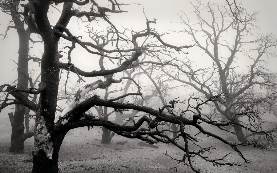 Amazing Fine Art Photography Image with Dead Trees
