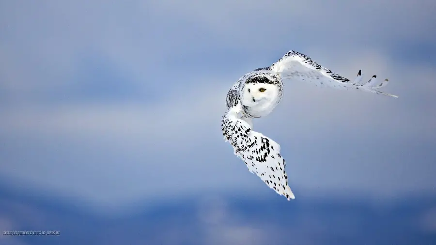 Stock of a cute snowy white owl flying for hunting 
