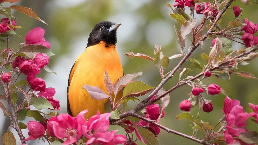 Download a photo of a beautiful yellow bird among flowers with a blurred background and 8K