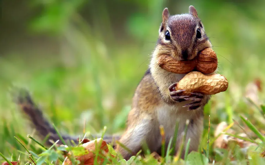 Awesome Red Squirrel Foraging Background