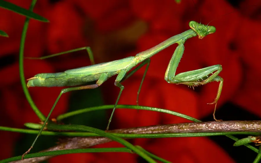 Stunning Wallpaper of Giant Mantis Insect