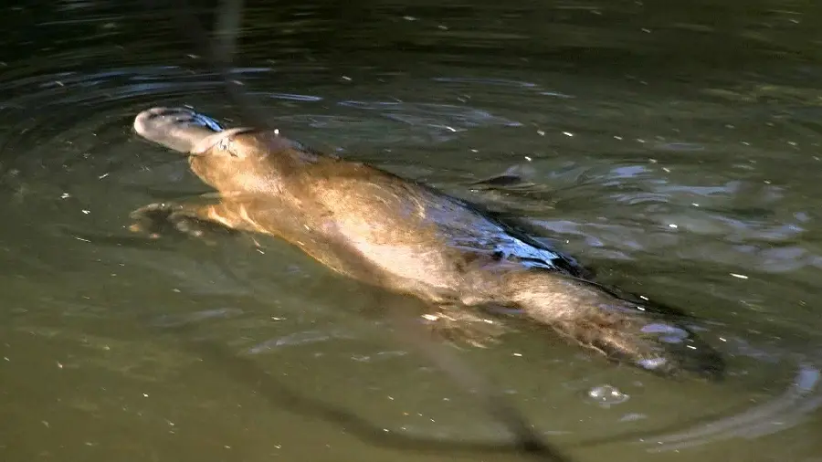 Photo taken of a platypus swimming