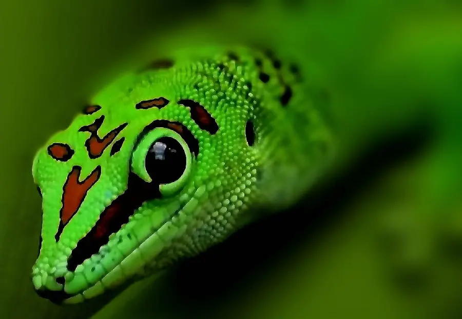 Very beautiful background of leopard gecko with green skin on a flower background
