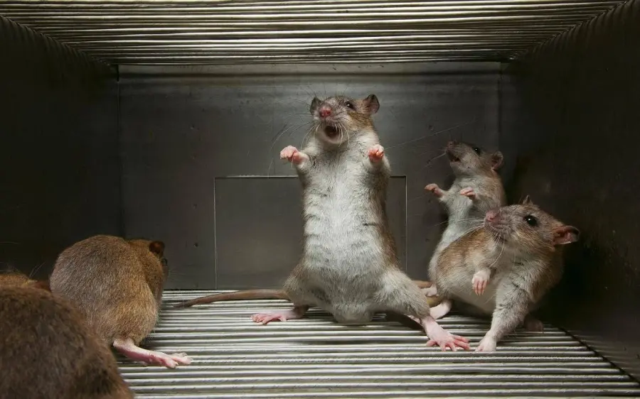 Full HD image of the cutest fluffy and cute mice for your profile