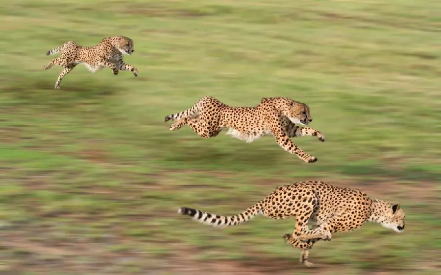 High quality photo of a cheetah family running at top speed