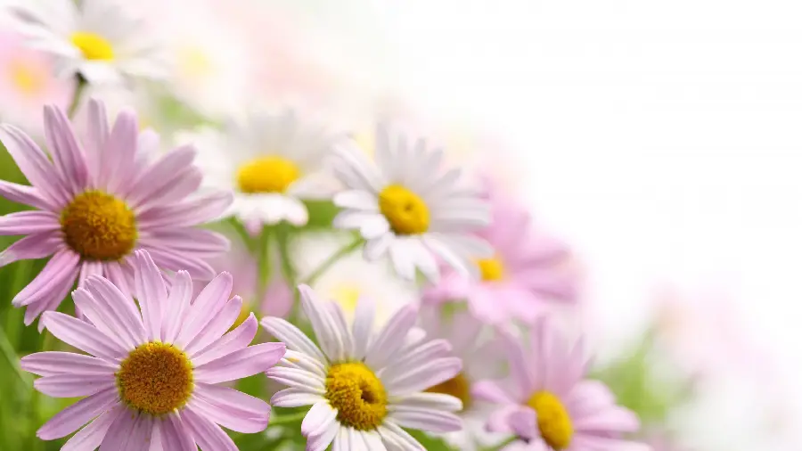 Profile photo of pink flowers in nature and background of folo