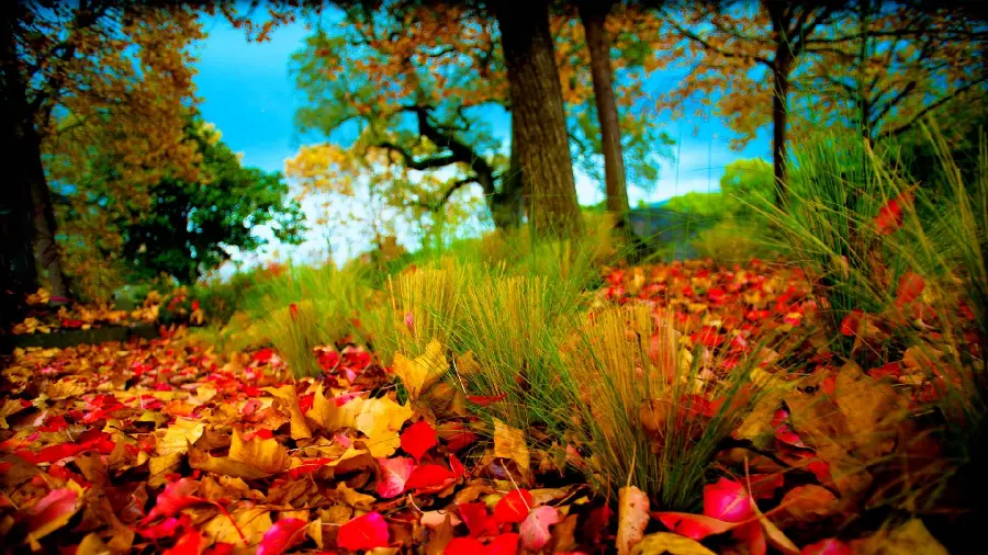 Download a wonderful picture of very beautiful and interesting autumn trees 