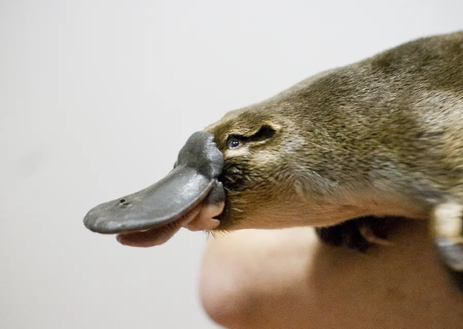 Beautiful photo of Platypus this amazing animal