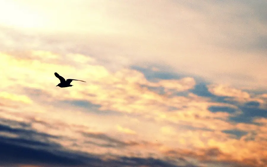 Girl's Profile Photo of a Magnificent Bird Flying on the Edge of the Sky