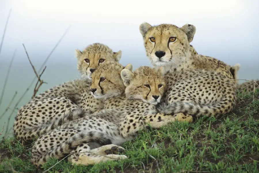 A picture of a family of cheetahs in Northwest Africa for animal lovers