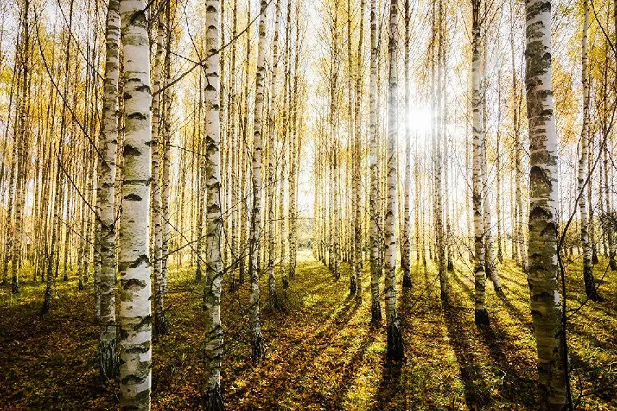 Interesting image of neat tree trunks in the forest for free