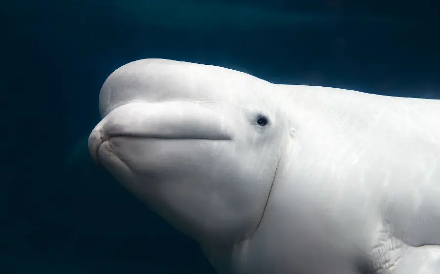 Free download of Beluga whale wallpaper for computer
