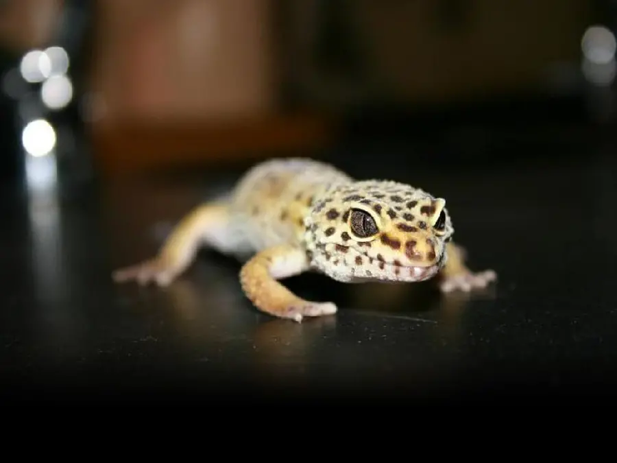 Photo of a domestic leopard gecko for printing posters in pet shops