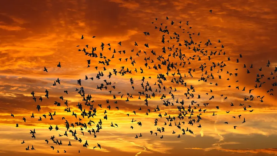 Stunning and extremely beautiful photo of birds flying in the sunset sky