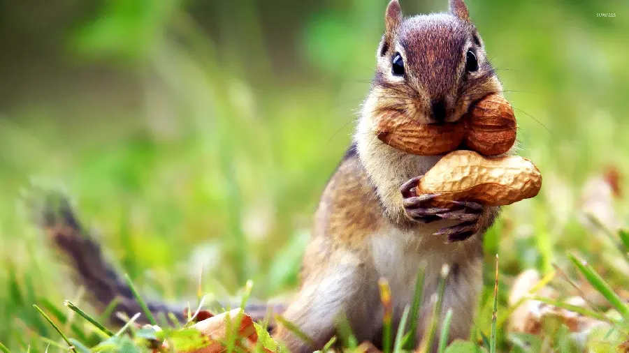 Cute background of a squirrel gathering food