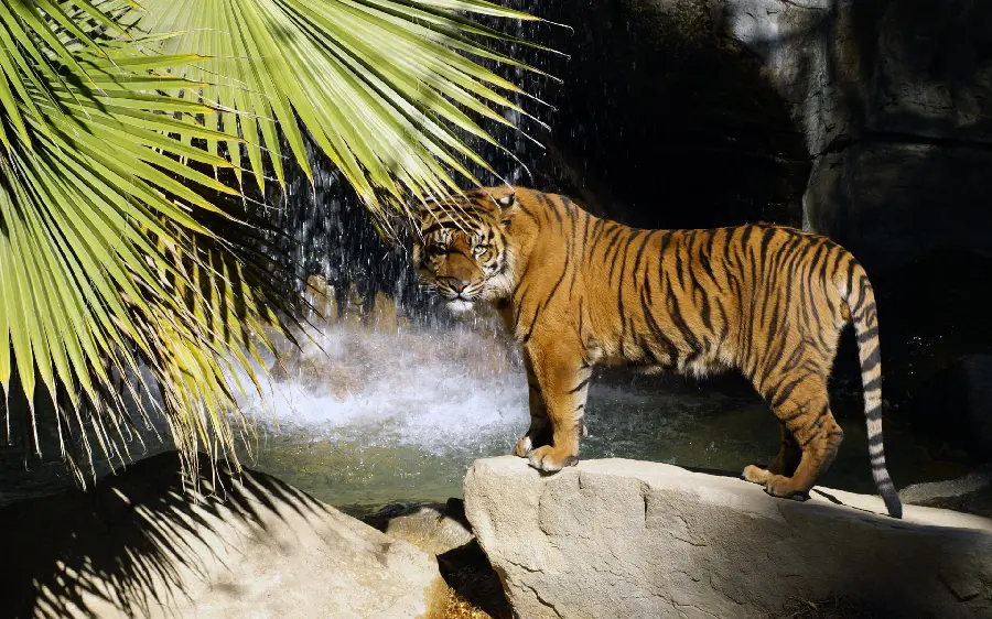 Free Download Wallpaper for Old Screens Real Tiger Design