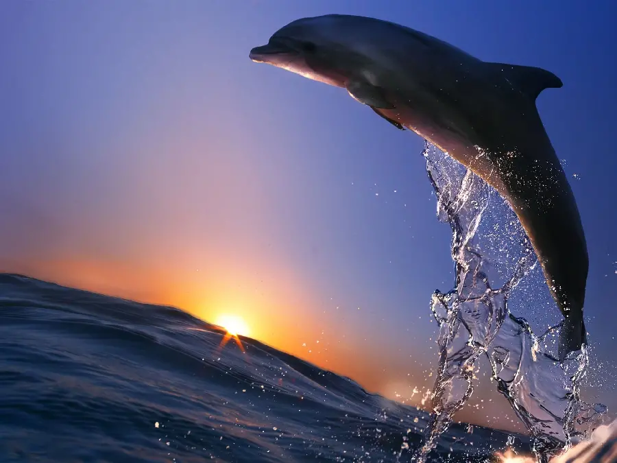 Download Dolphin Jumping Background Photo for Poster Printing