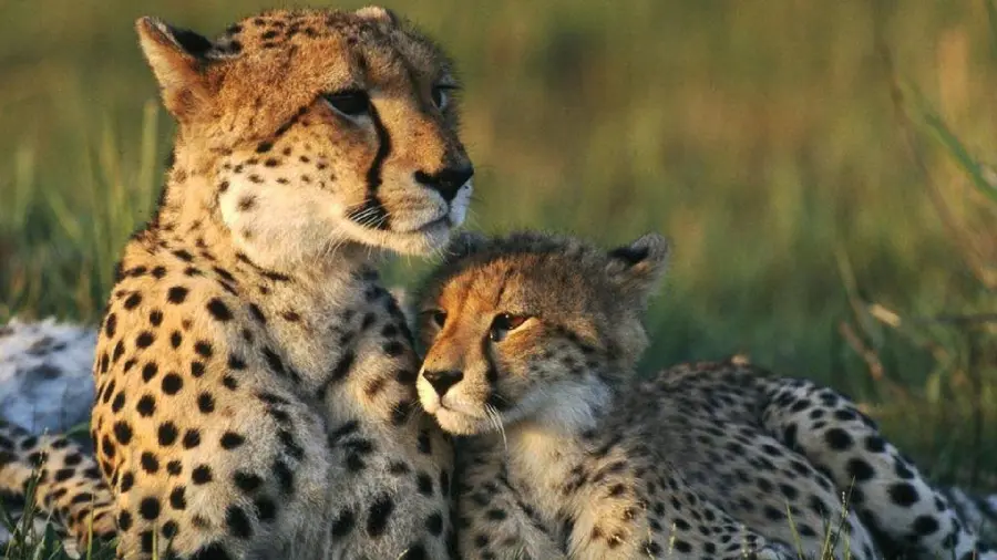 Emotional photo of Cheetah family taken in the wild