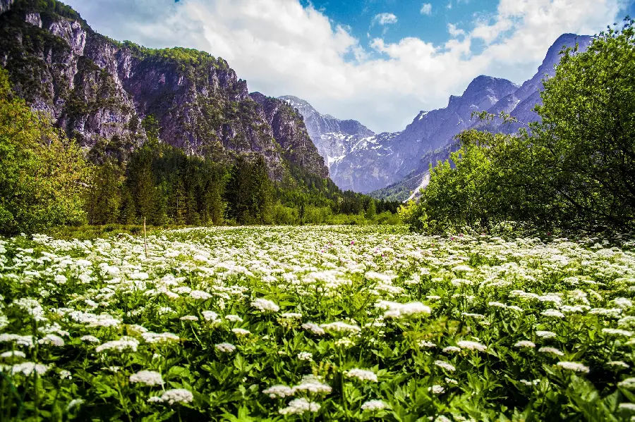 Download nature photo of a flower garden among the mountains of Brisson, France 