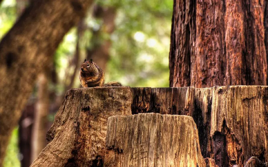 High quality photo of a fallen tree trunk in the forest