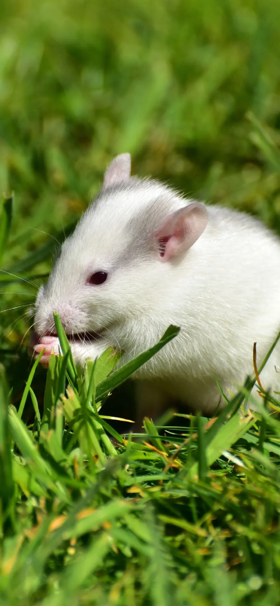 Download free and high-quality photos of cute and fluffy white mice in nature