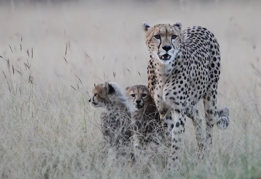 High Quality Stock of Beautiful Wild Cheetah Family Free
