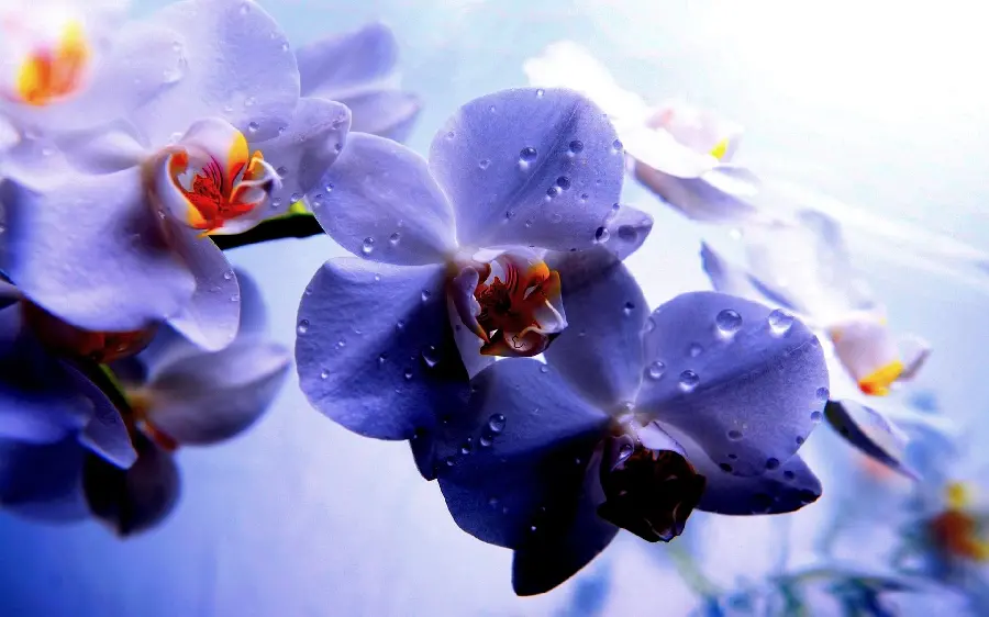 Spectacular orchid flower stock for use in cyberspace
