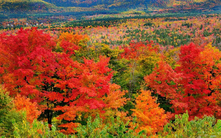 Download full HD landscape profile photo And beautiful nature with colorful flowers 