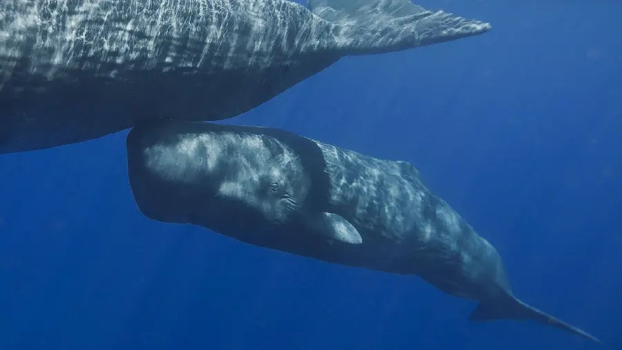 Wallpaper of close relationships of mother sperm whale and her calf in open ocean waters