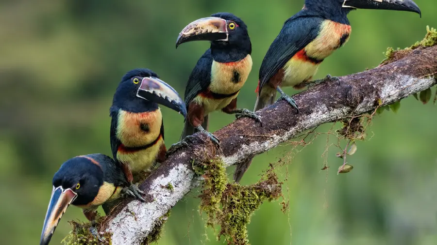 Image taken of wild birds in nature for laptop and computer background 