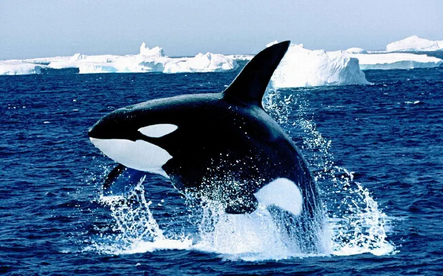 Orca Killer Whale
