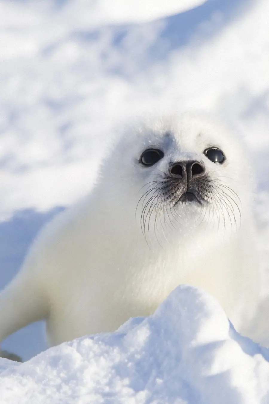 Wallpaper for your phone with a very beautiful seal design