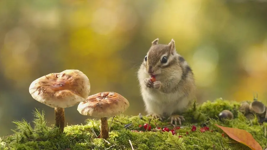 Fluffy and fluffy squirrel wallpaper for animal lovers
