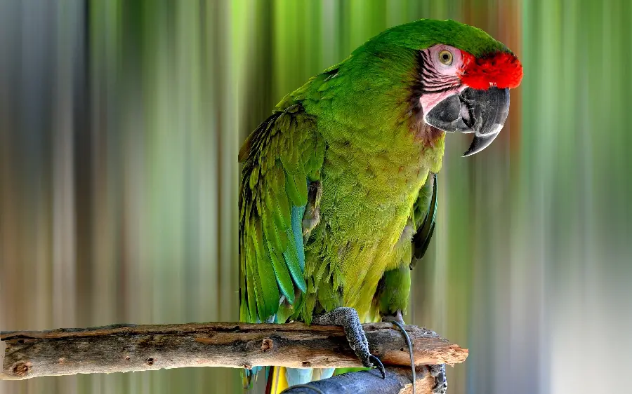 A very beautiful wallpaper of a great green macaw parrot