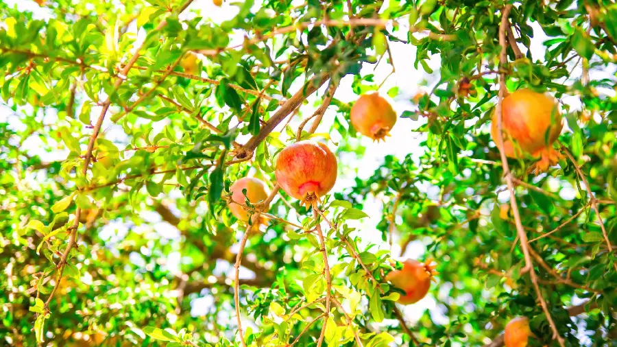 Pomegranate Fruit Tree Background Photo Useful Winter Fruit