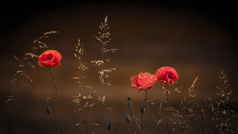 Red wild poppy flower photo for WhatsApp and Insta virtual pages in HD quality