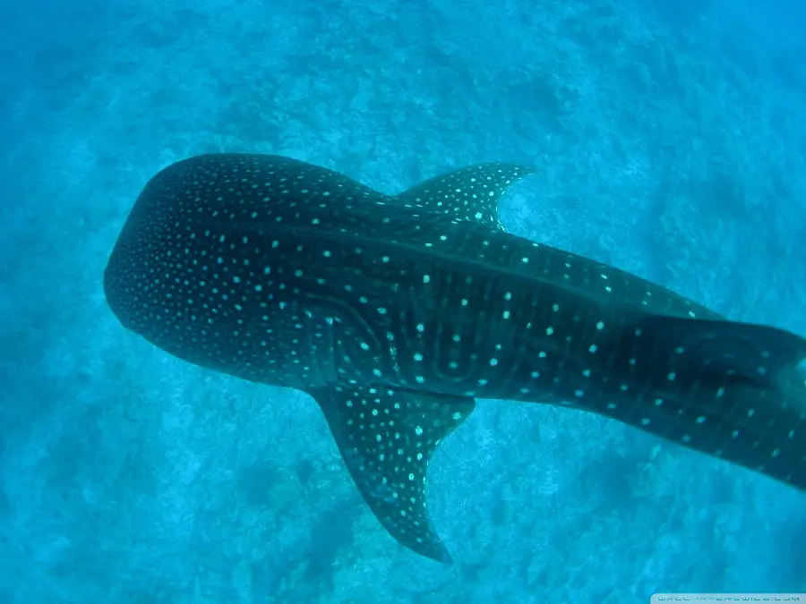 Real whale shark photo, the most interesting marine animal, 4K quality