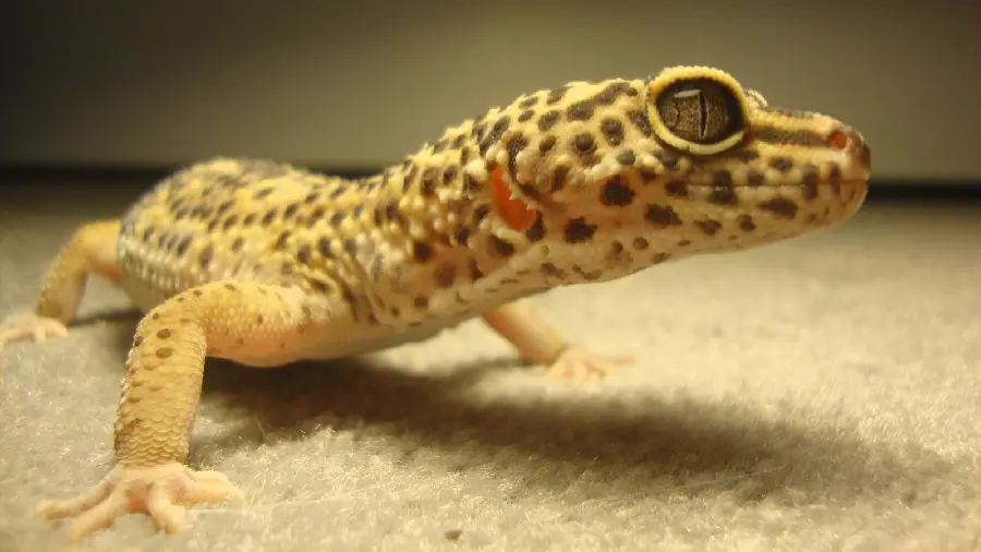 Wallpaper of a domestic leopard gecko for your computer screen